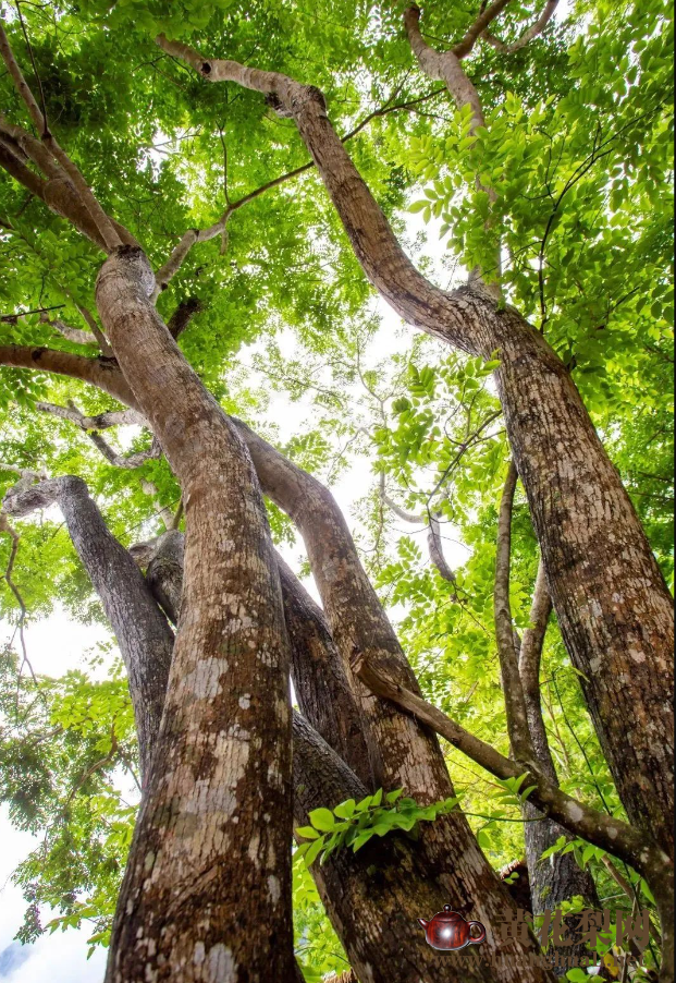 揭秘海南黄花梨与海南沉香 揭秘海南黄花梨与海南沉香